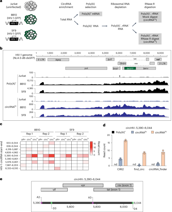 Breakthrough: Visualizing HIV Replication for New Treatments